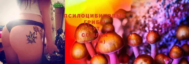 Галлюциногенные грибы Psilocybine cubensis  Зерноград 